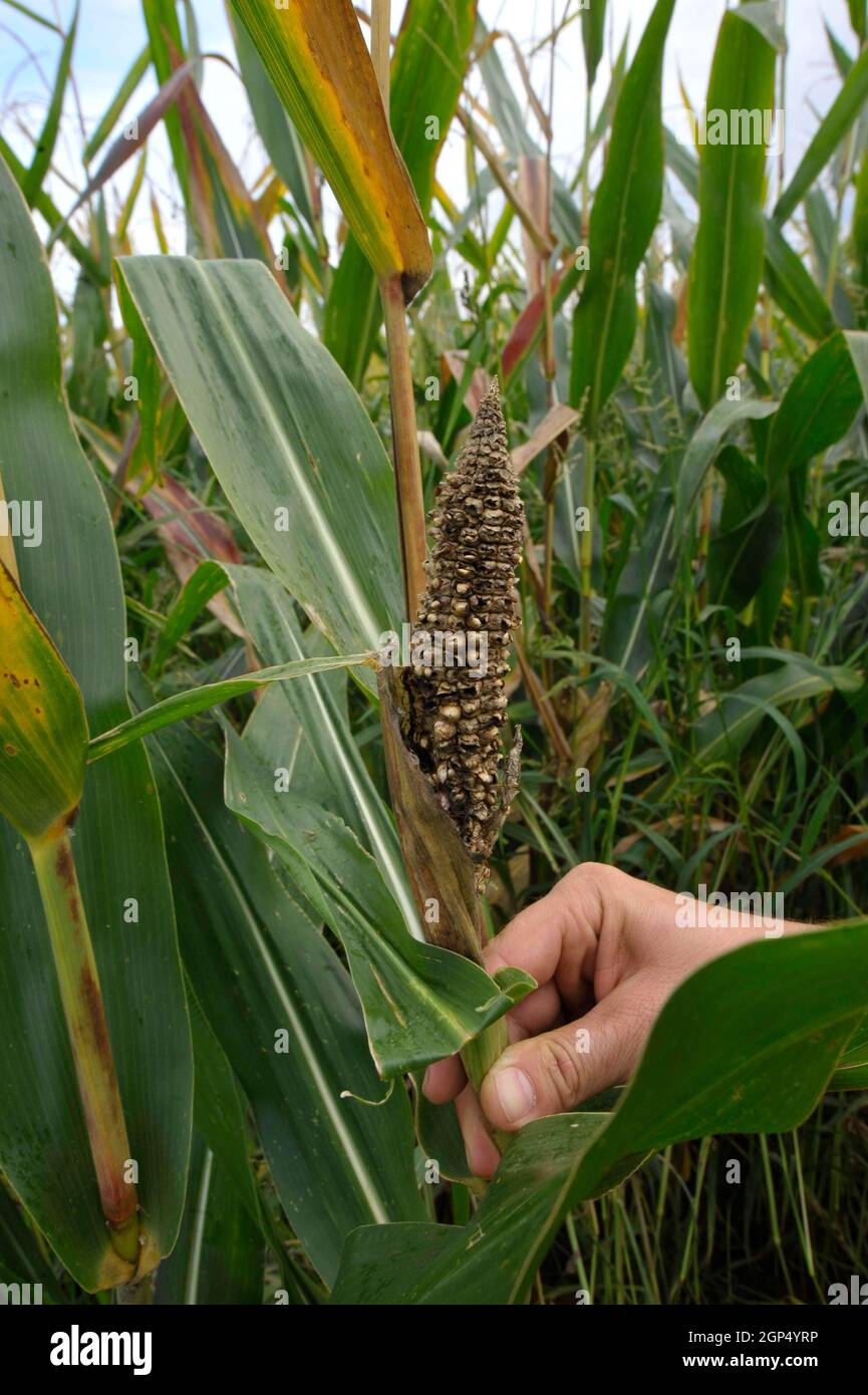Corn borer damage hires stock photography and images Alamy