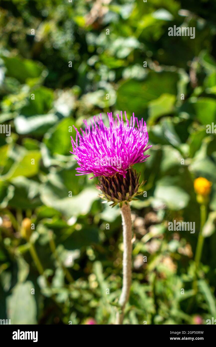 Cirsium flowers close up view in Vanoise national Park, France Stock Photo