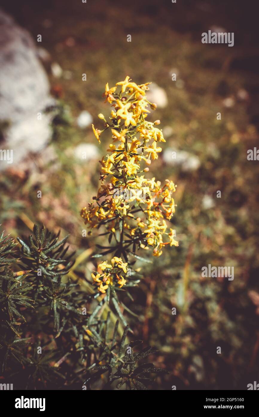 Galium verum wild flowers close up view in Vanoise national Park, France Stock Photo