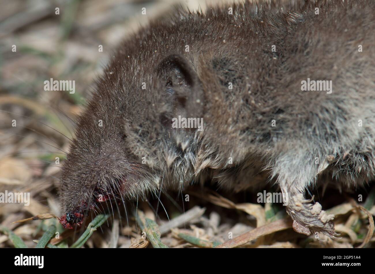 Dead greater white-toothed shrew Crocidura russula. Gallocanta Lagoon Natural Reserve. Aragon. Spain. Stock Photo