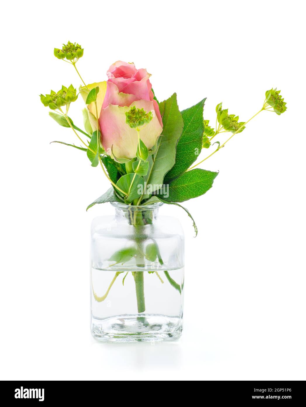 A rose in a glass vase on a white background Stock Photo - Alamy