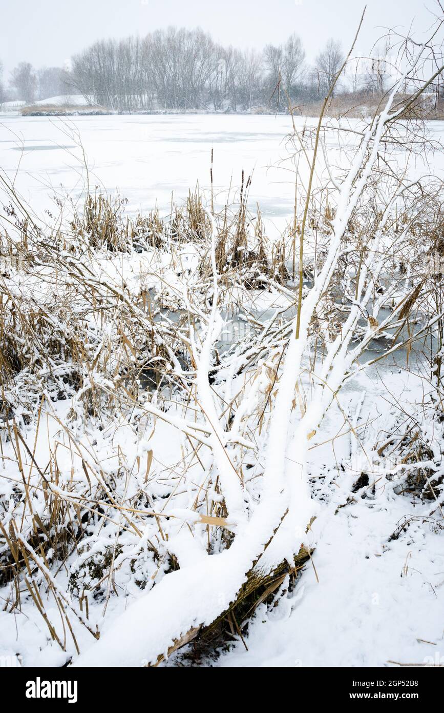Snowfall in the reeds of lake Neusiedlersee in Burgenland Stock Photo