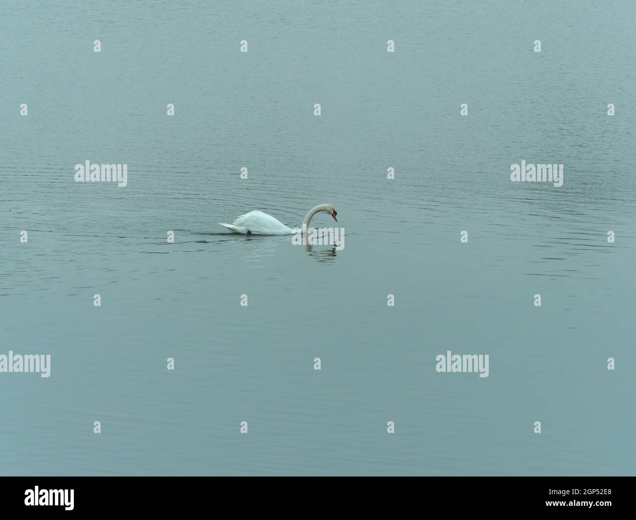 Bright summer day with a beautiful white swan swimming in a clear lake ...