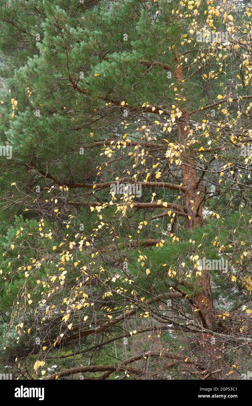 Pinus Pyrenees Pine Pinus sp and black poplar Populus nigra. Ordesa and Monte Perdido ...