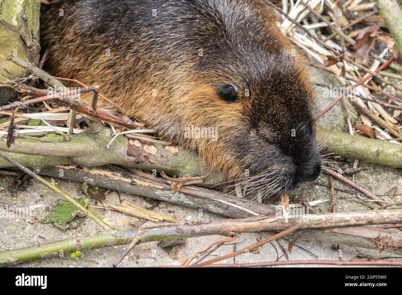 View of a cute beaver on the ground with the branches of a tree Stock Photo