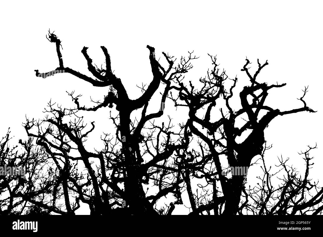 Ombu trees graphic silhouette isolated on white backgroud Stock Photo