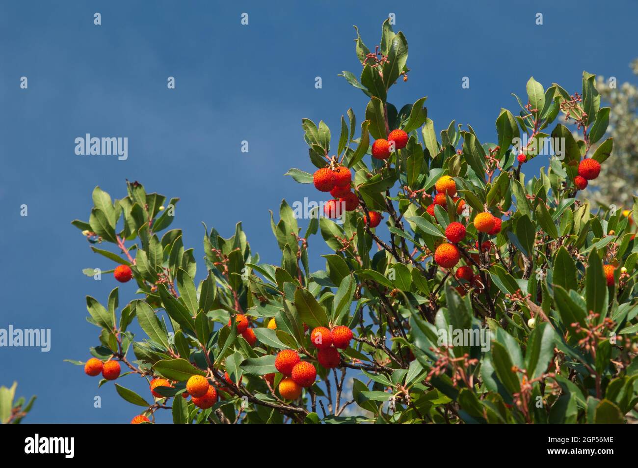 Strawberry tree Arbutus unedo with fruits. Guara mountains. Huesca. Aragon. Spain. Stock Photo