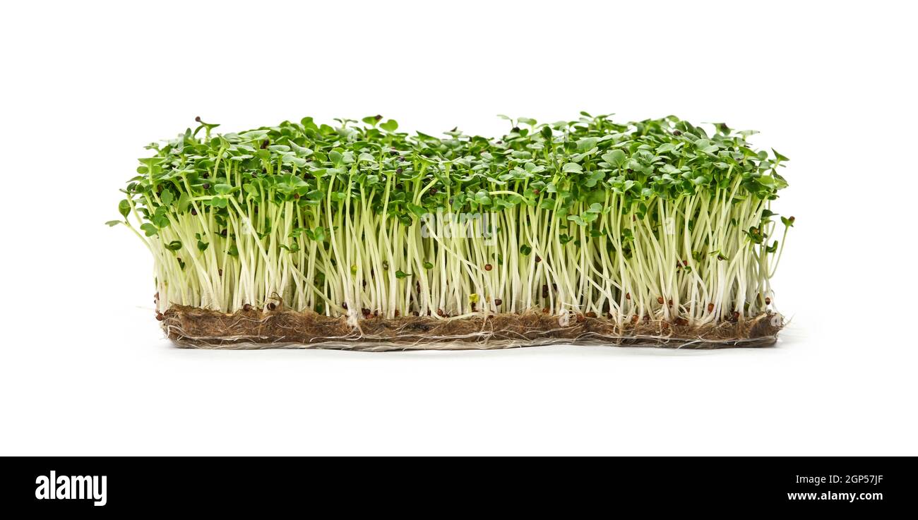 Close up fresh green arugula microgreens sprouts on drainage compost isolated on white background, low angle side view Stock Photo