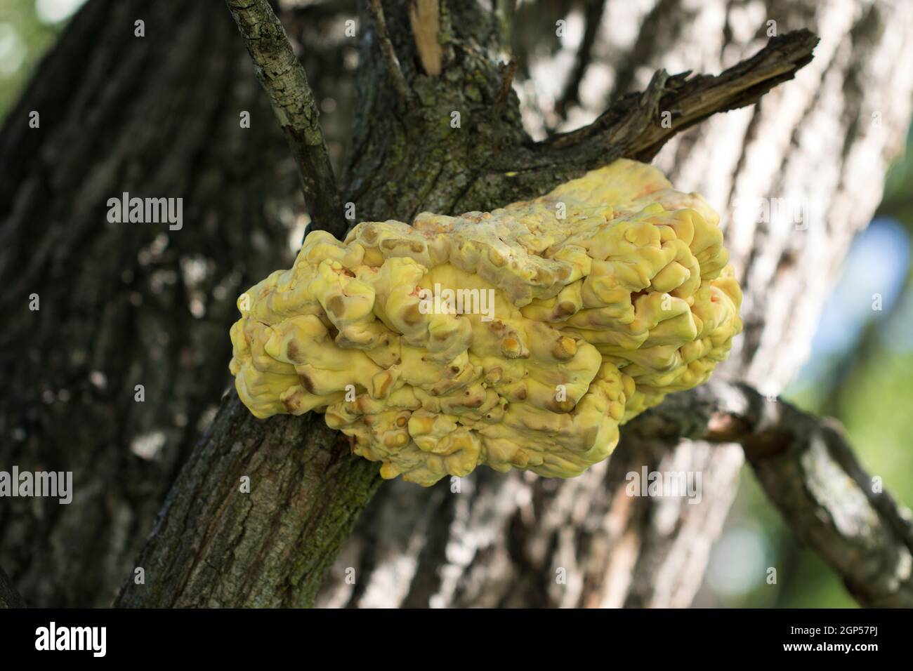 Bracket fungus Laetiporus sulphureus chicken-of-the-woods close up. Large yellow fungus growing on tree trunk. Stock Photo