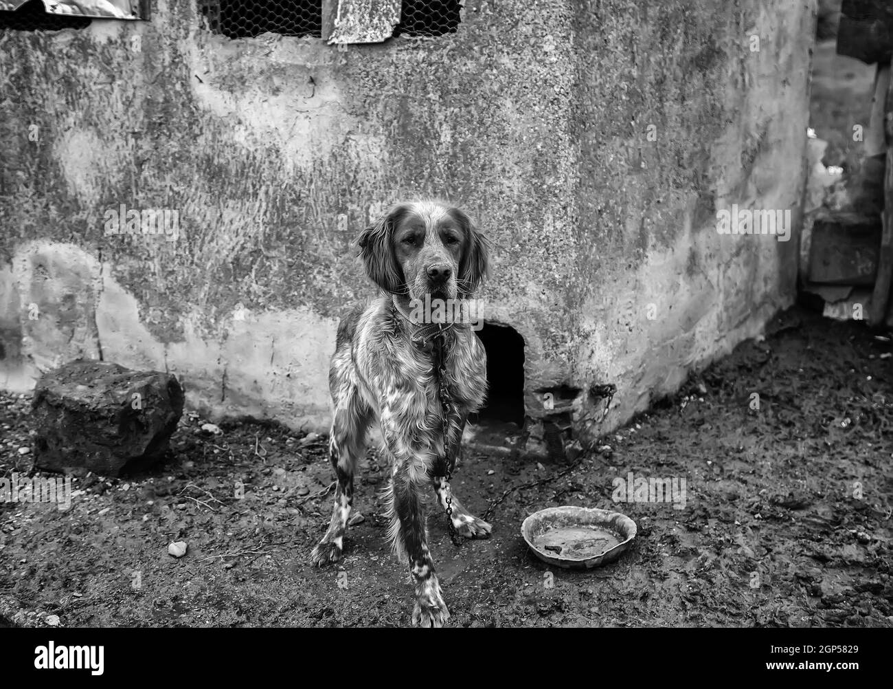 Domestic animal in an outdoor shed, cold and abandonment Stock Photo