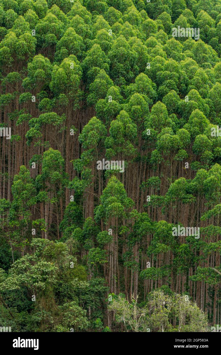 Eucalyptus plantations in the region of Quindio, Colombia Stock Photo