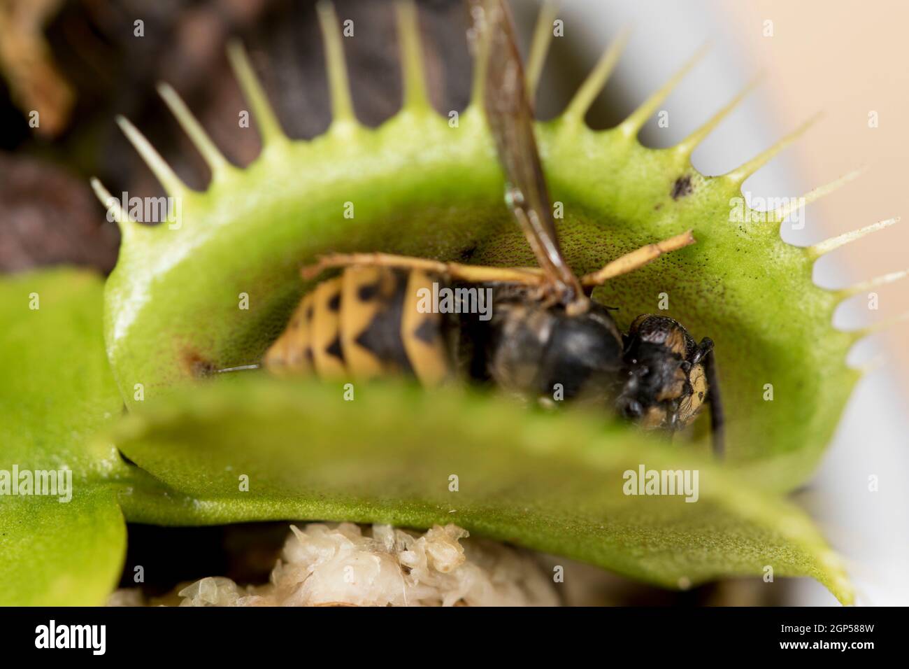 https://c8.alamy.com/comp/2GP588W/insect-eating-plants-close-up-venus-fly-trap-with-wasp-corpse-2GP588W.jpg