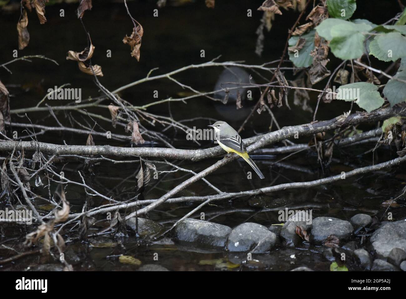 Female Grey Wagtail (Motacilla cinerea) Perched on a Branch Over the River Rhiw in Mid-Wales in September, UK Stock Photo