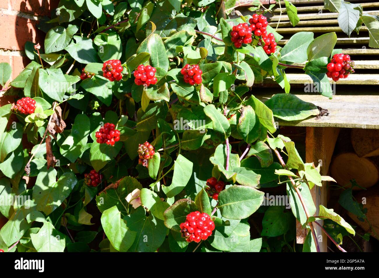 Honeysuckle Berries (Lonicera Periclymenum) Stock Photo