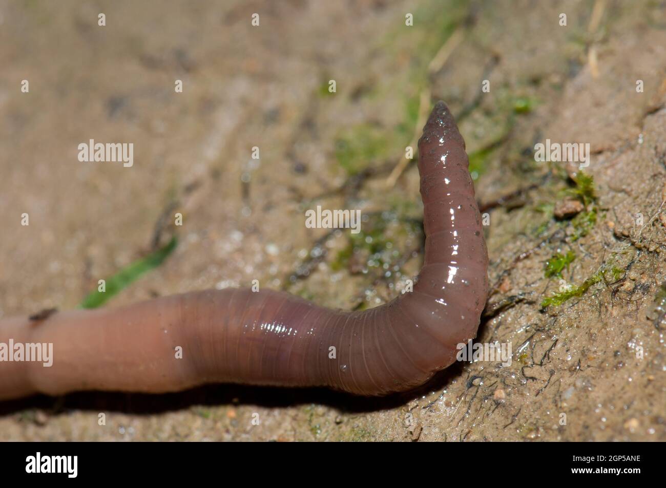 Earthworm on the ground in Huesca. Aragon. Spain. Stock Photo