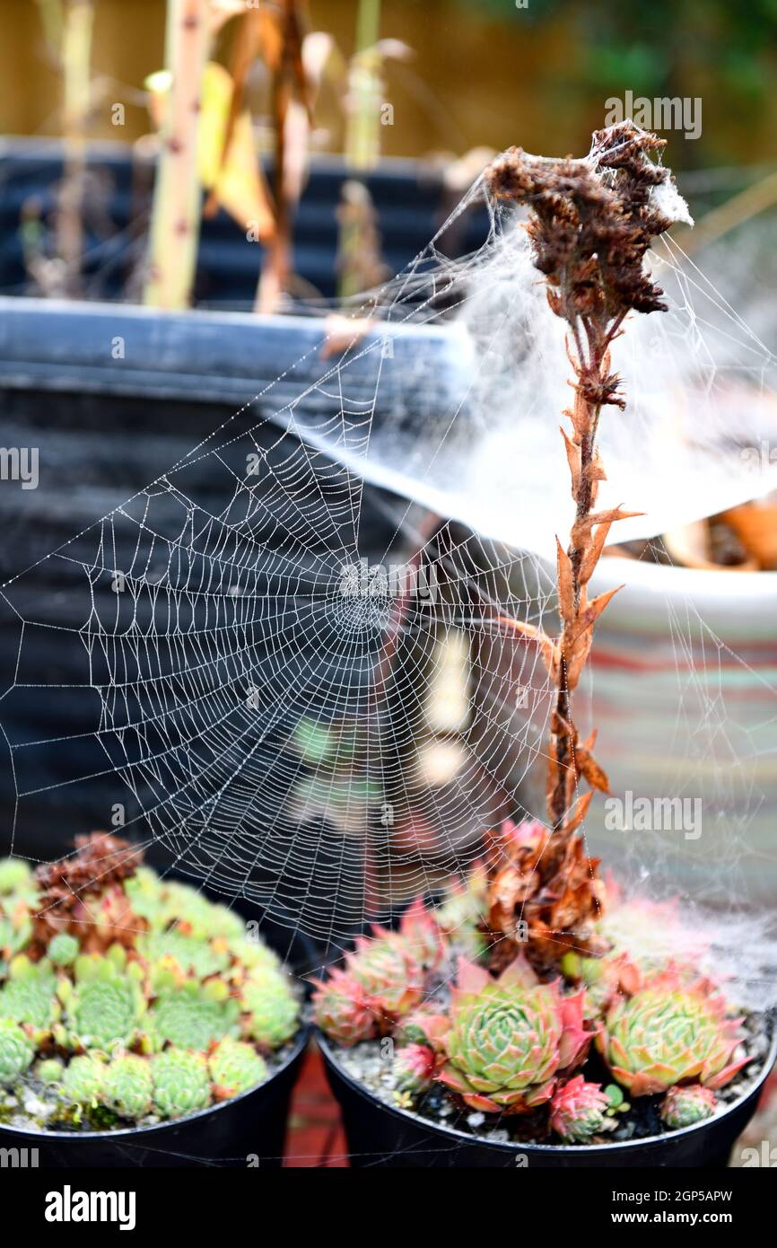 Cobwebbs on Garden Plants Stock Photo