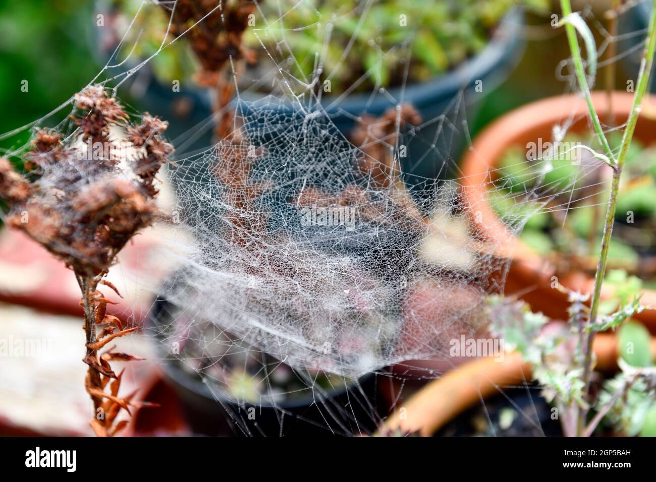 Cobwebbs on Garden Plants Stock Photo