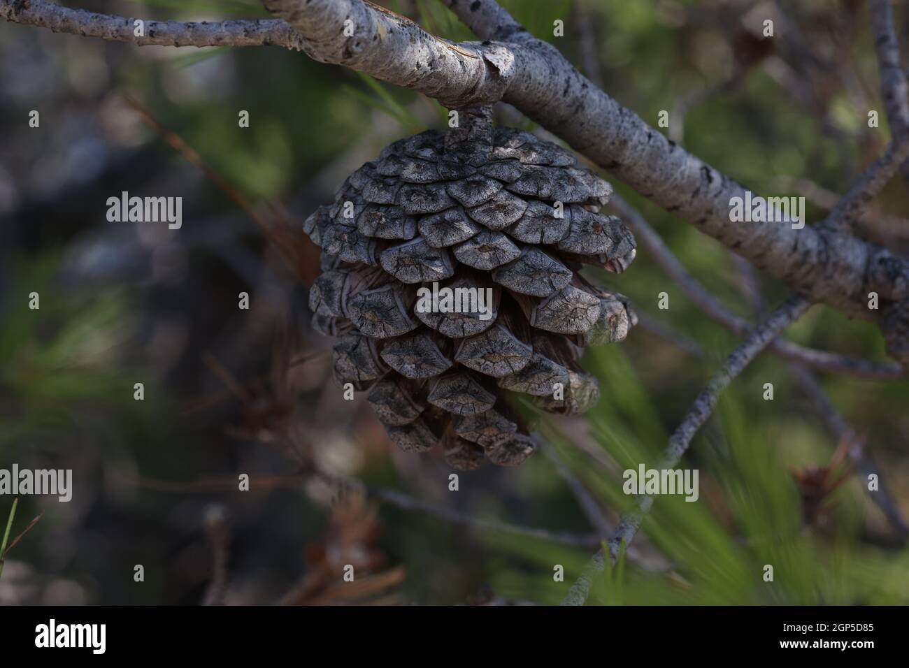 Pine branch with needles and old cones. Stock Photo