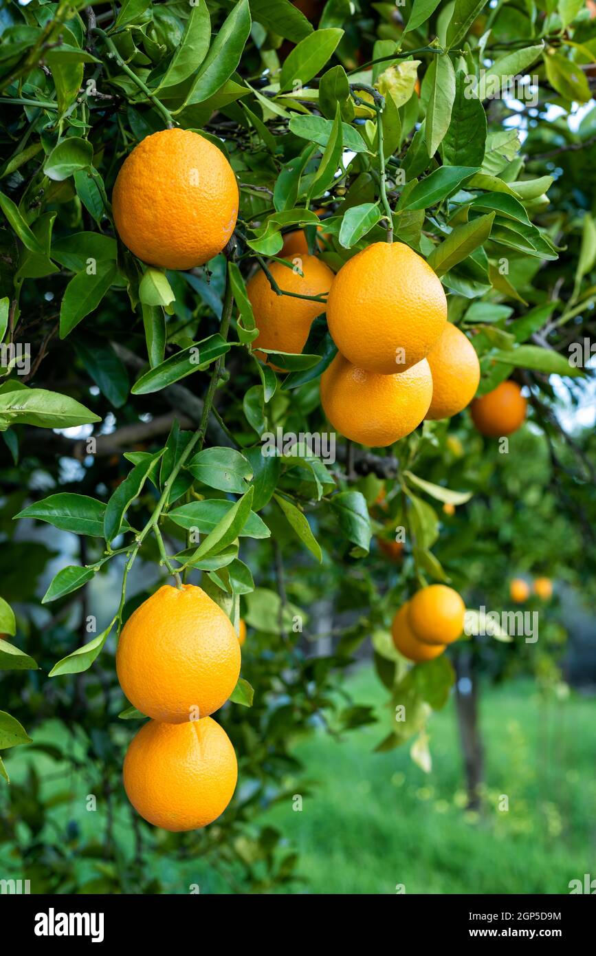 Over Ripe Ornages Ripe oranges hanging between the leaves on the branches of the trees of ...