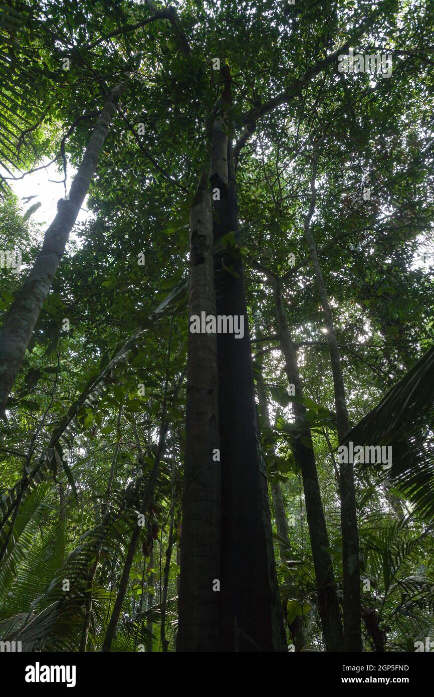 Panorama from Amazon rainforest, Brazilian wetland region. Navigable