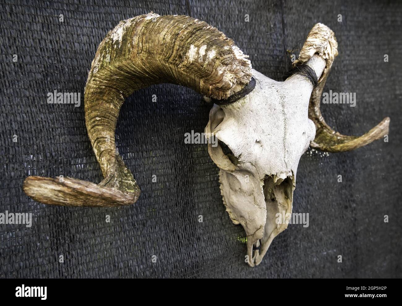 Detail of dead animal bones for decoration, fear and witchcraft Stock Photo
