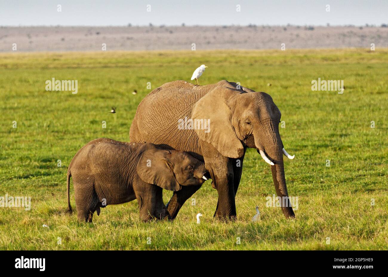 Class:     Mammalia Order:     Proboscidea Family:     Elephantidae Genus:     Loxodonta Species:     Loxodonta africana Stock Photo