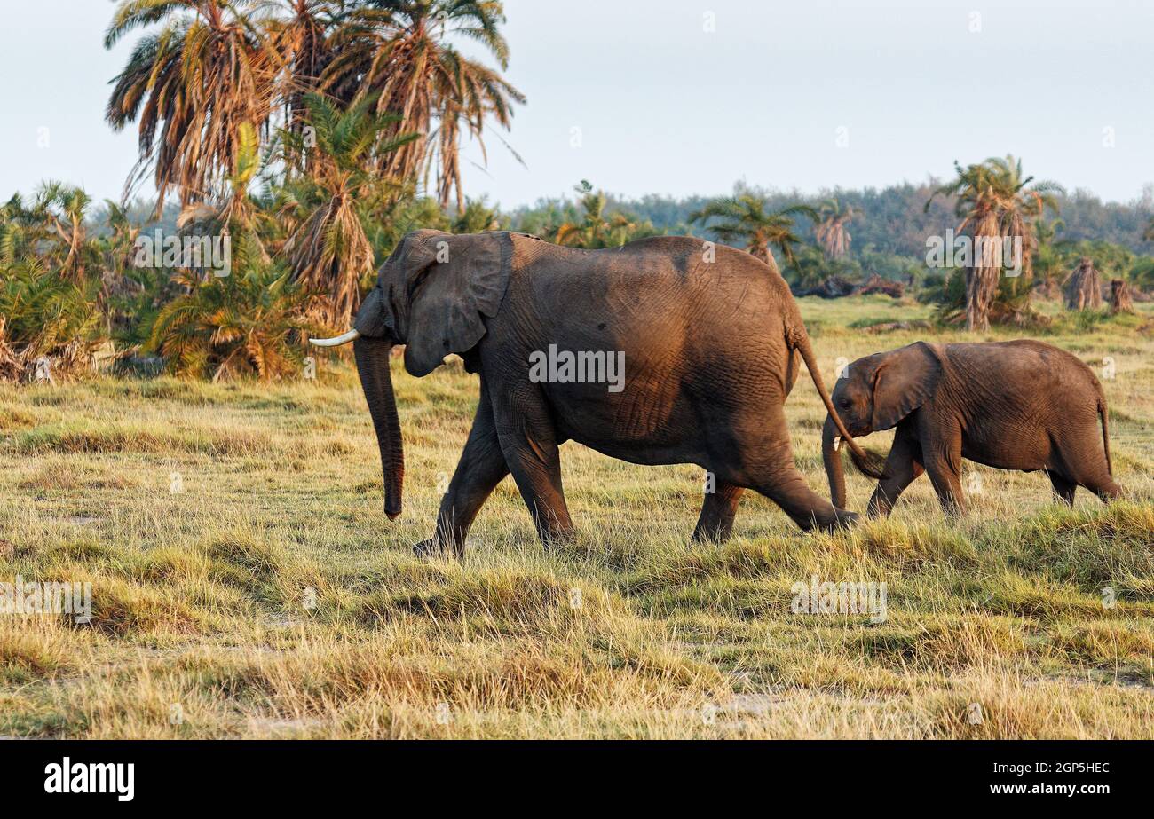 Class:     Mammalia Order:     Proboscidea Family:     Elephantidae Genus:     Loxodonta Species:     Loxodonta africana Stock Photo