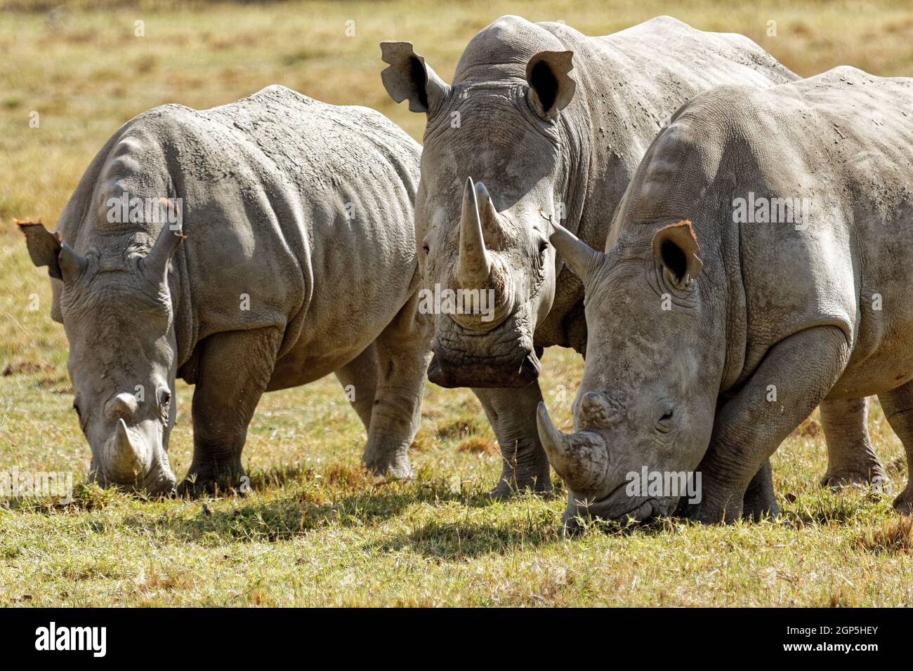 Class:     Mammalia Order:     Perissodactyla Family:     Rhinocerotidae Genus:     Ceratotherium Species:     Ceratotherium simum Stock Photo