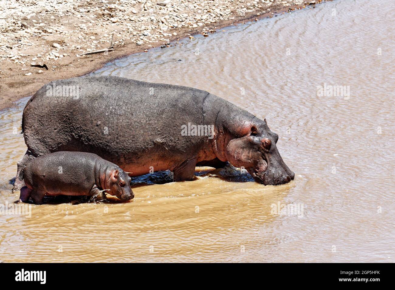 Class:     Mammalia Order:     Artiodactyla Family:     Hippopotamidae Genus:     Hippopotamus Species:     Hippopotamus. amphibius Stock Photo