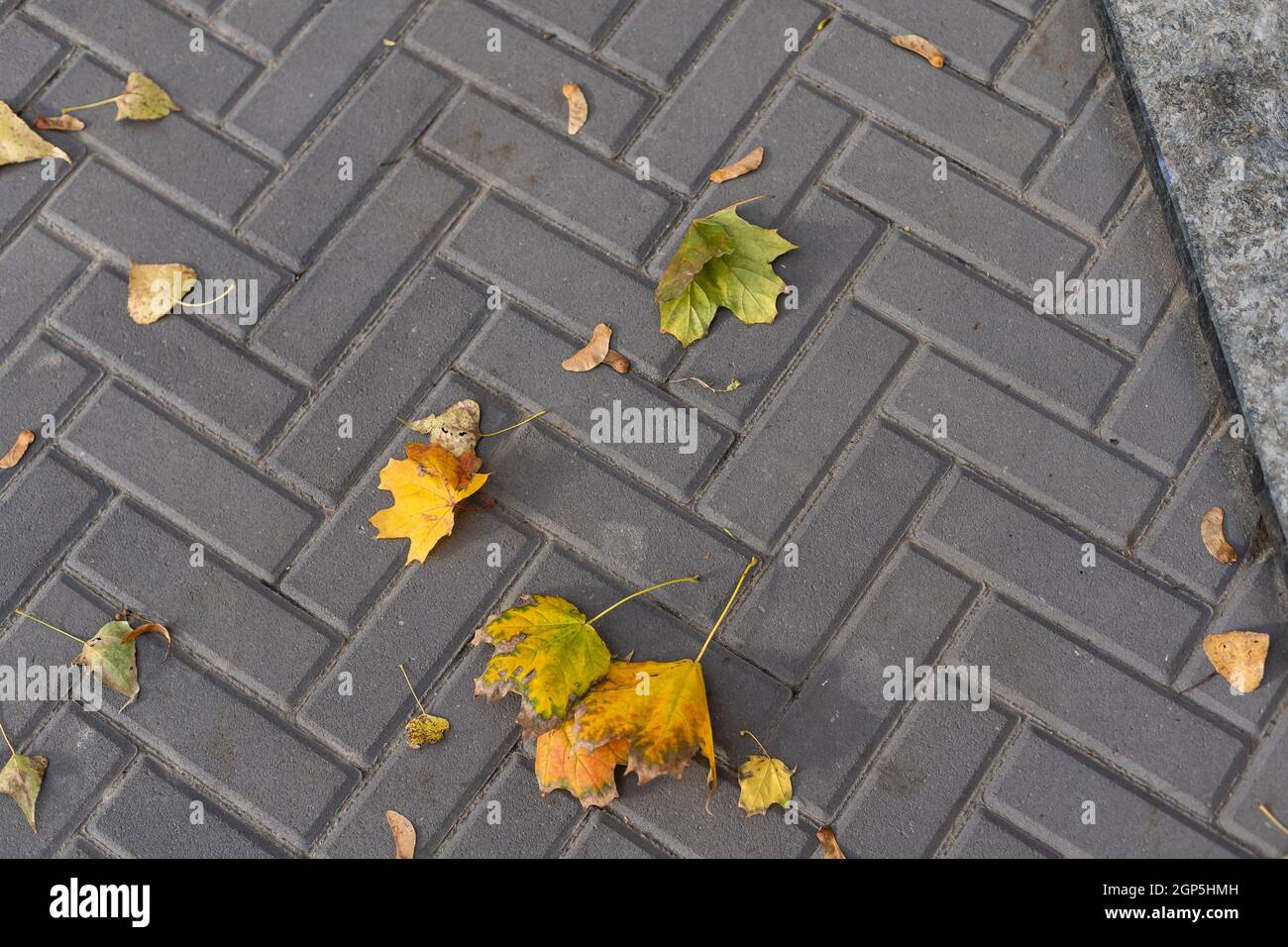 Autumn leaves on a cobblestone street. Background Stock Photo - Alamy