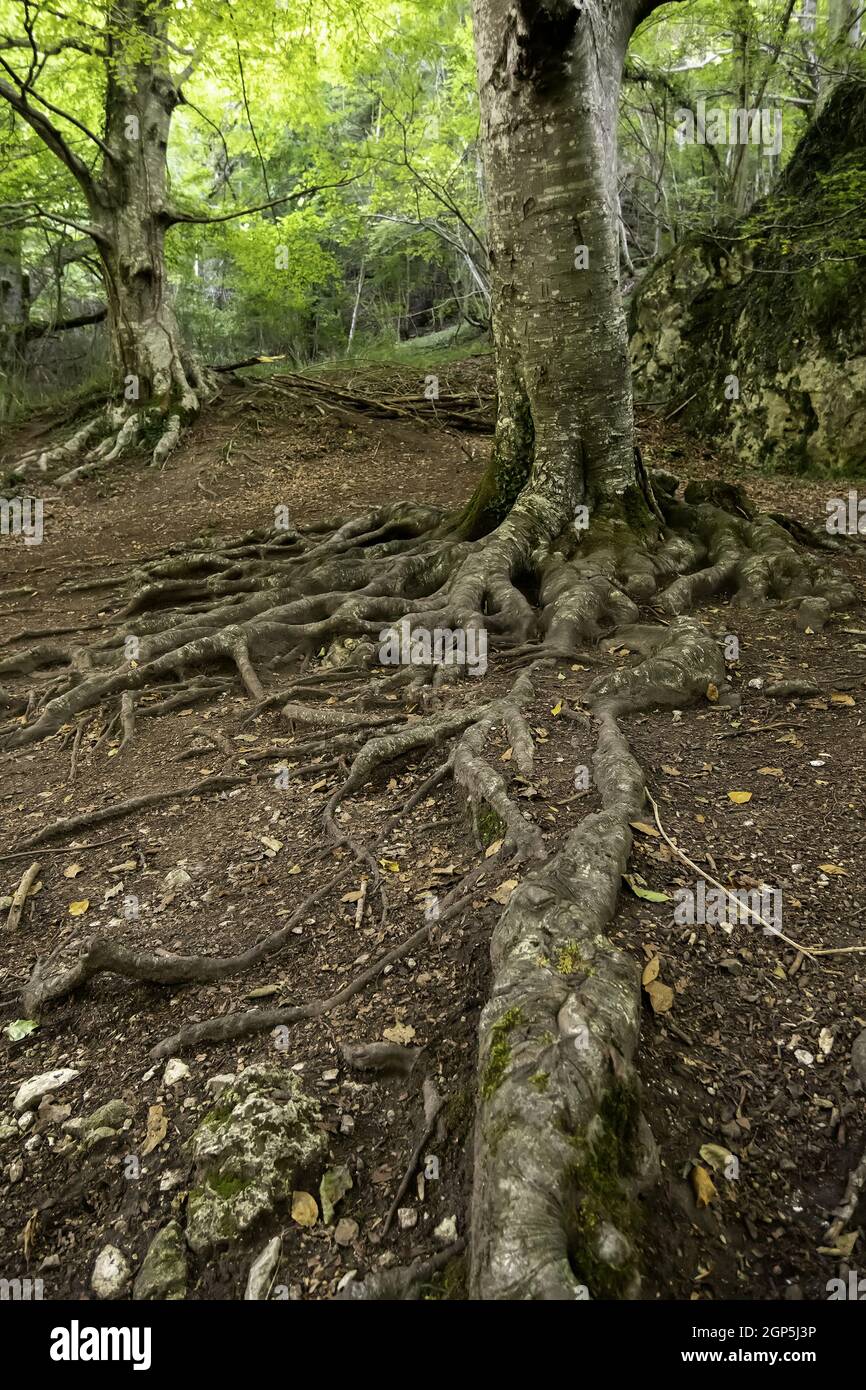 Millennial tree detail in a spooky forest in nature Stock Photo - Alamy