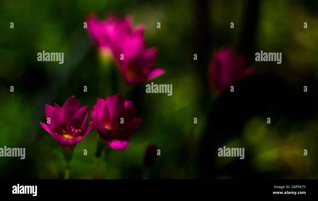 Selective focus of pink Zephyranthes Lily .pink rain lily spring flowers on blurred nature Bokeh background. Stock Photo