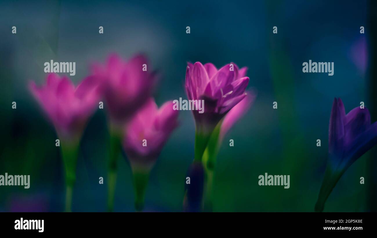 Selective focus of pink Zephyranthes Lily .pink rain lily spring flowers on blurred nature Bokeh background. Stock Photo