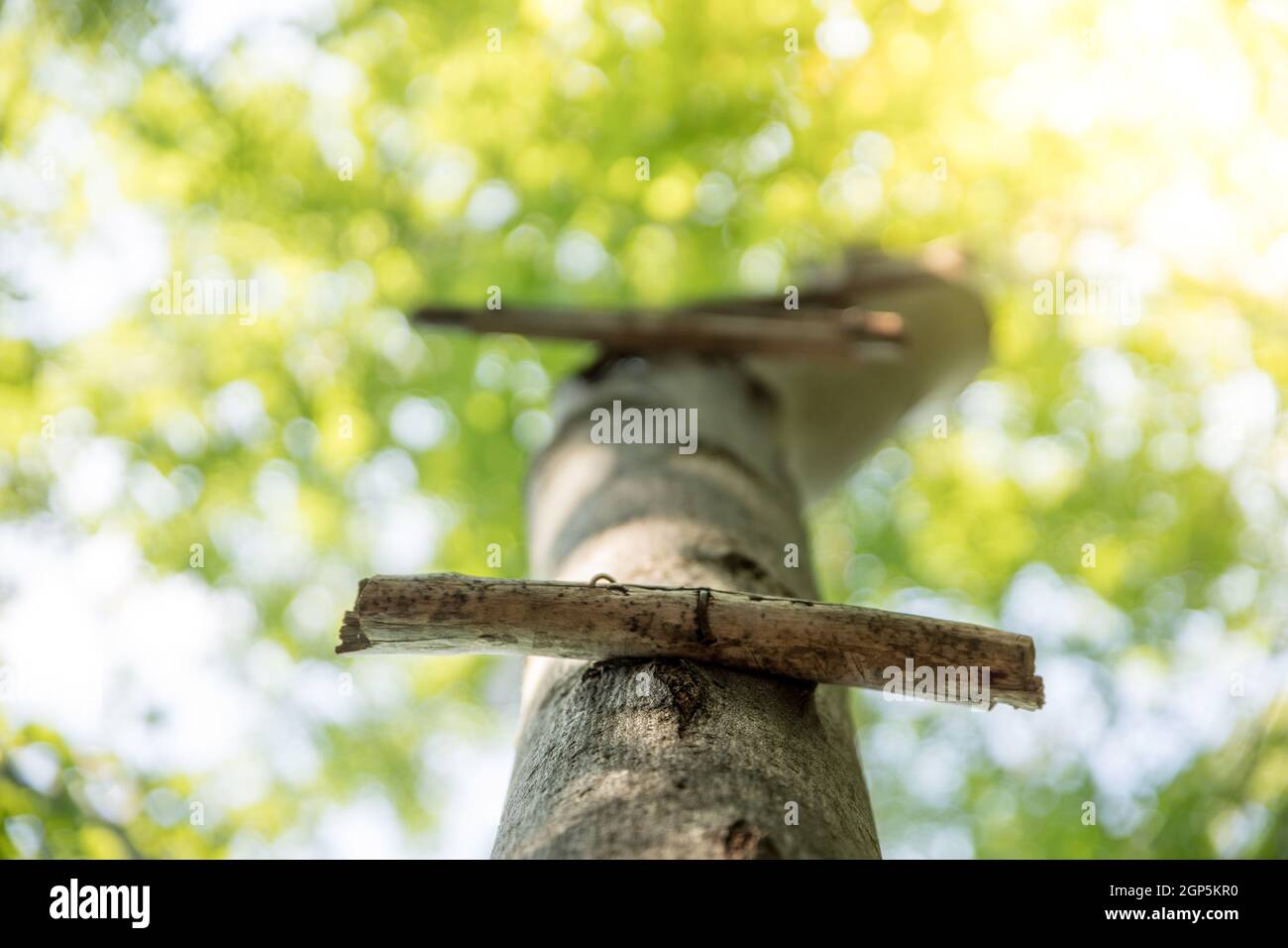Close up of ladder rung on a tree, outdoors in the wood Stock Photo - Alamy