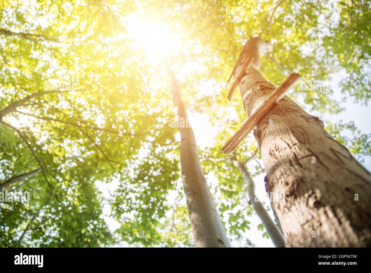 Close up of ladder rung on a tree, outdoors in the wood Stock Photo - Alamy
