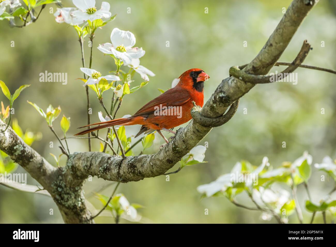 are dogwood trees male and female