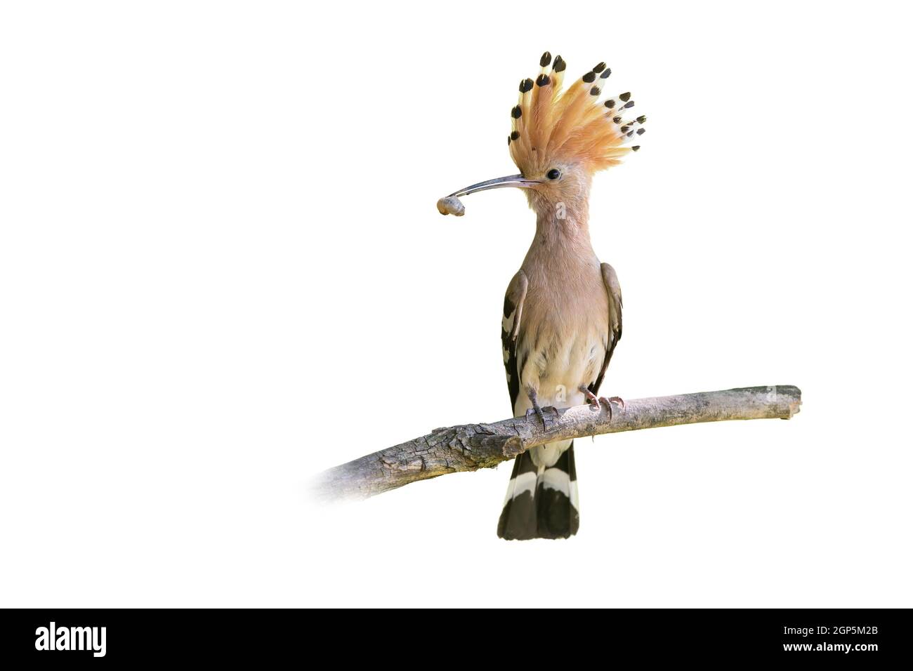 Eurasian hoopoe, upupa epops, holding worm in beak with copy space. Winged animal with orange crest sitting on branch isloated on white background. Bi Stock Photo