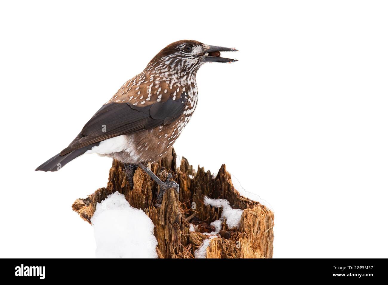 Spotted nutcracker, nucifraga caryocatactes, sitting on stump from rear