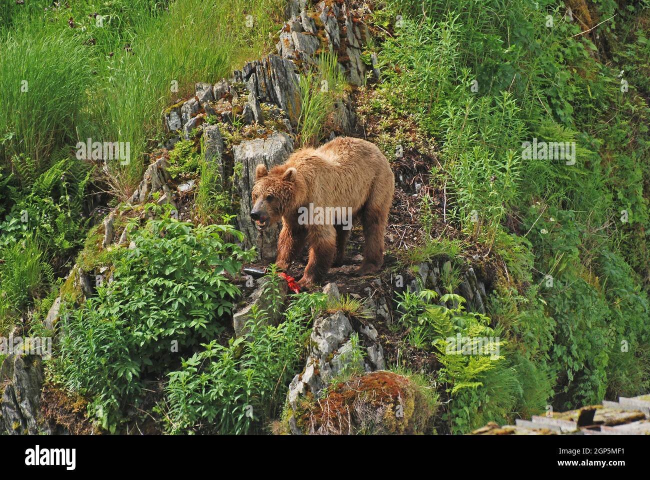Kodiak bear habitat hi-res stock photography and images - Alamy
