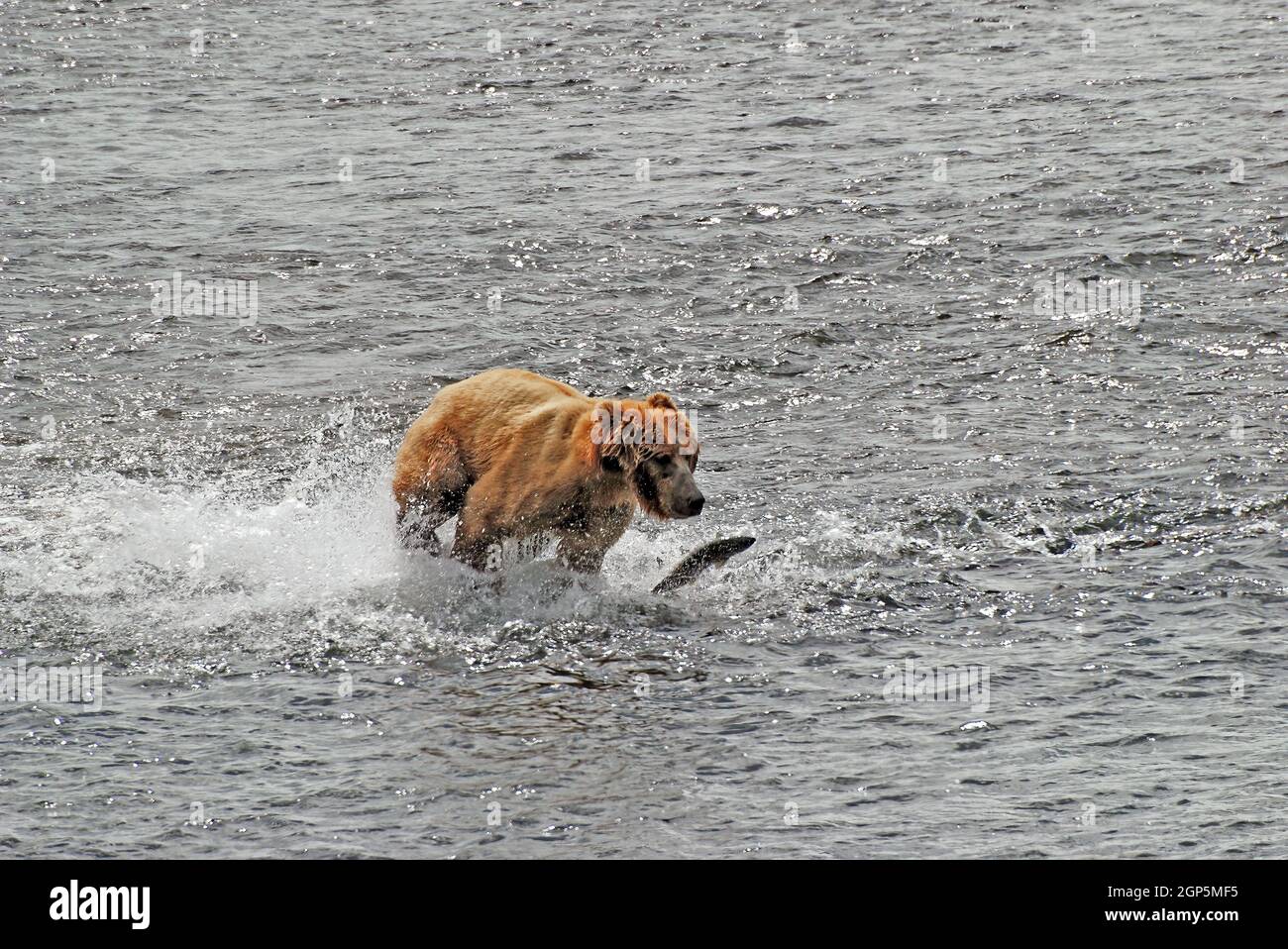 Kodiak Bear Chasing After a Salmon in the Fraser River on Kodiak Island in Alaska Stock Photo