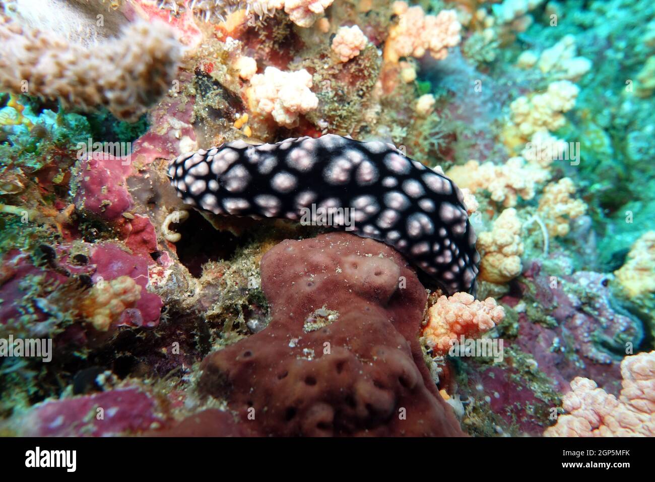 Warzenschnecke - Phyllidiella granulata, Nord-Molukken, Halmahera ...