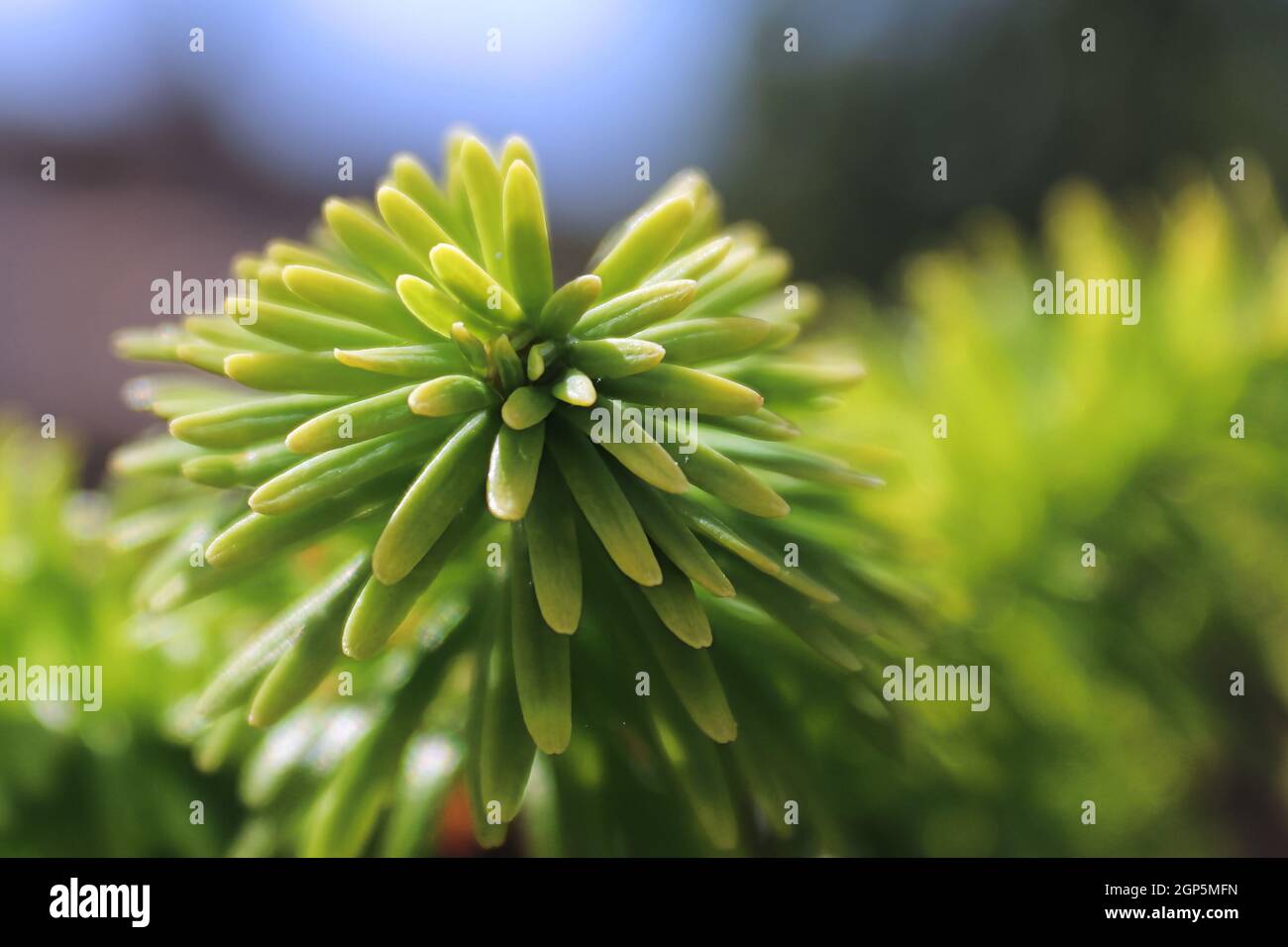 Closeup of the needle tips on a fir tree. Stock Photo