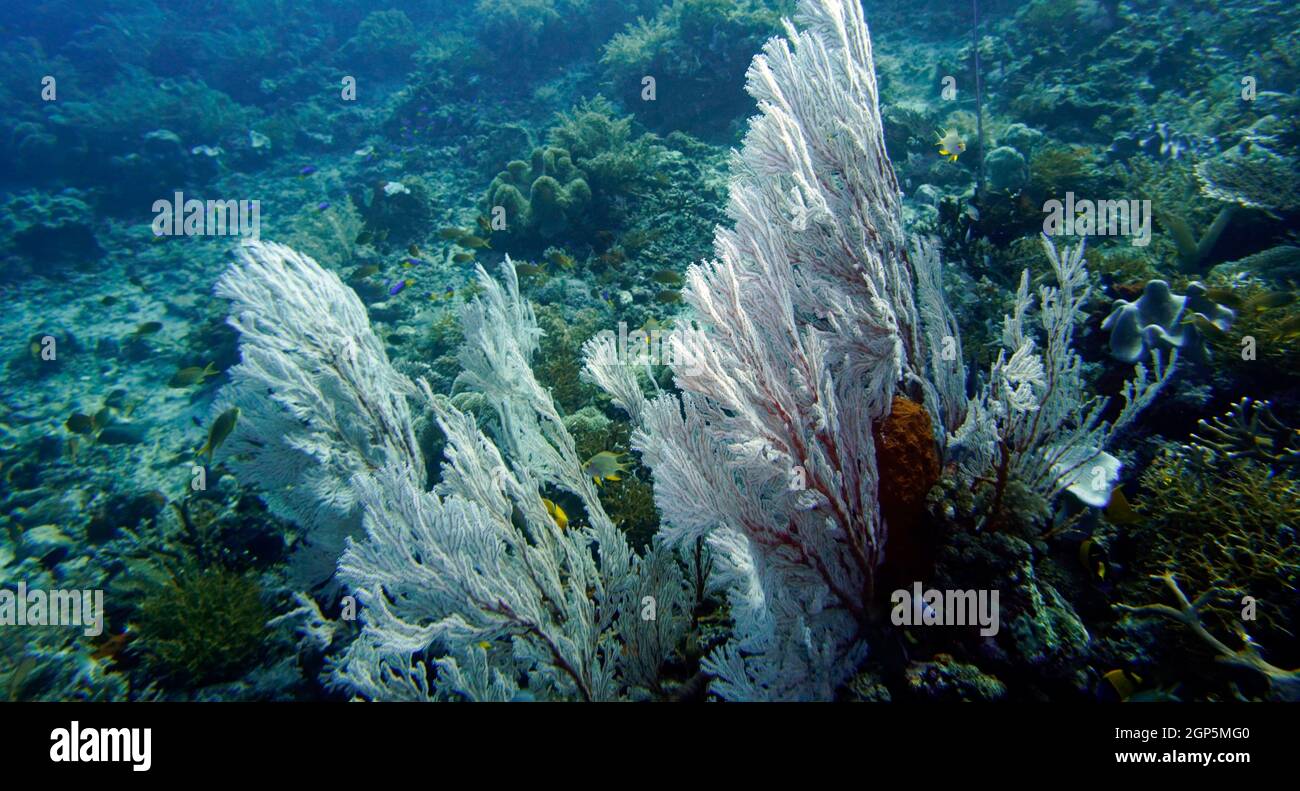 Knotenfächer - Melithaea ochracea, Nord-Molukken, Halmahera, Indonesien, Lata Lata Stock Photo