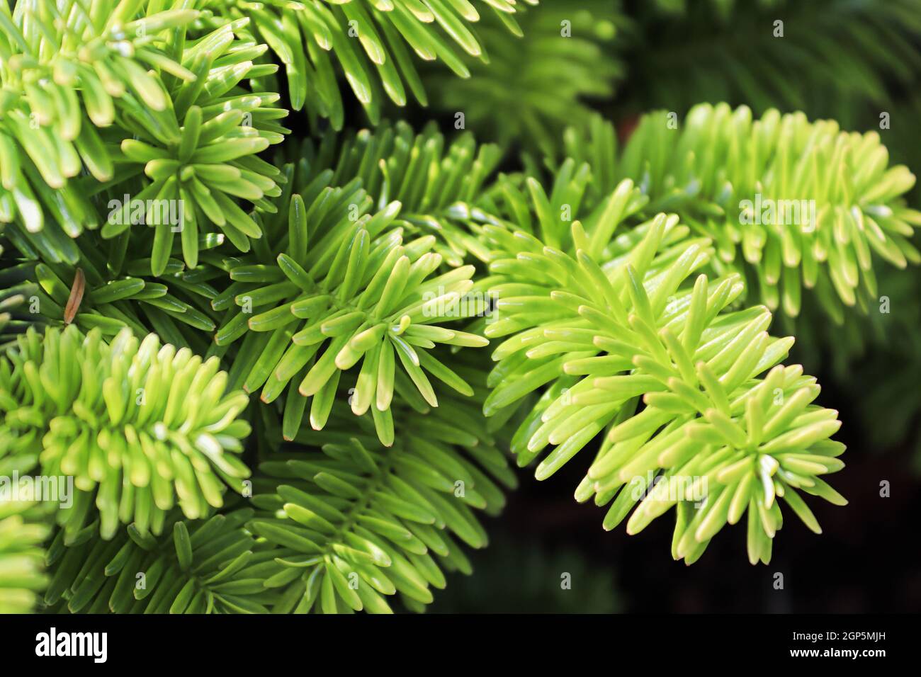 Closeup of the needles on a dwarf balsam fir. Stock Photo