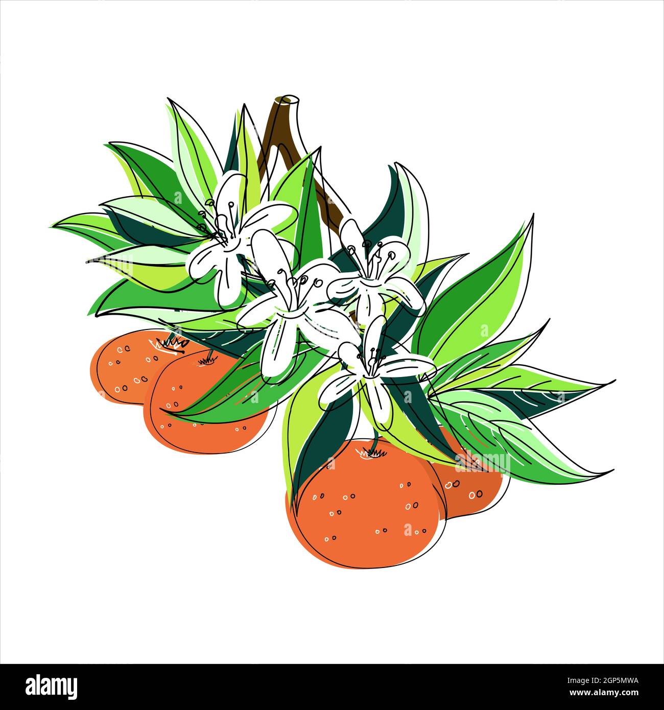 Orange Blossom Drawing Images – Browse 669,076 Stock Photos, Vectors, and  Video
