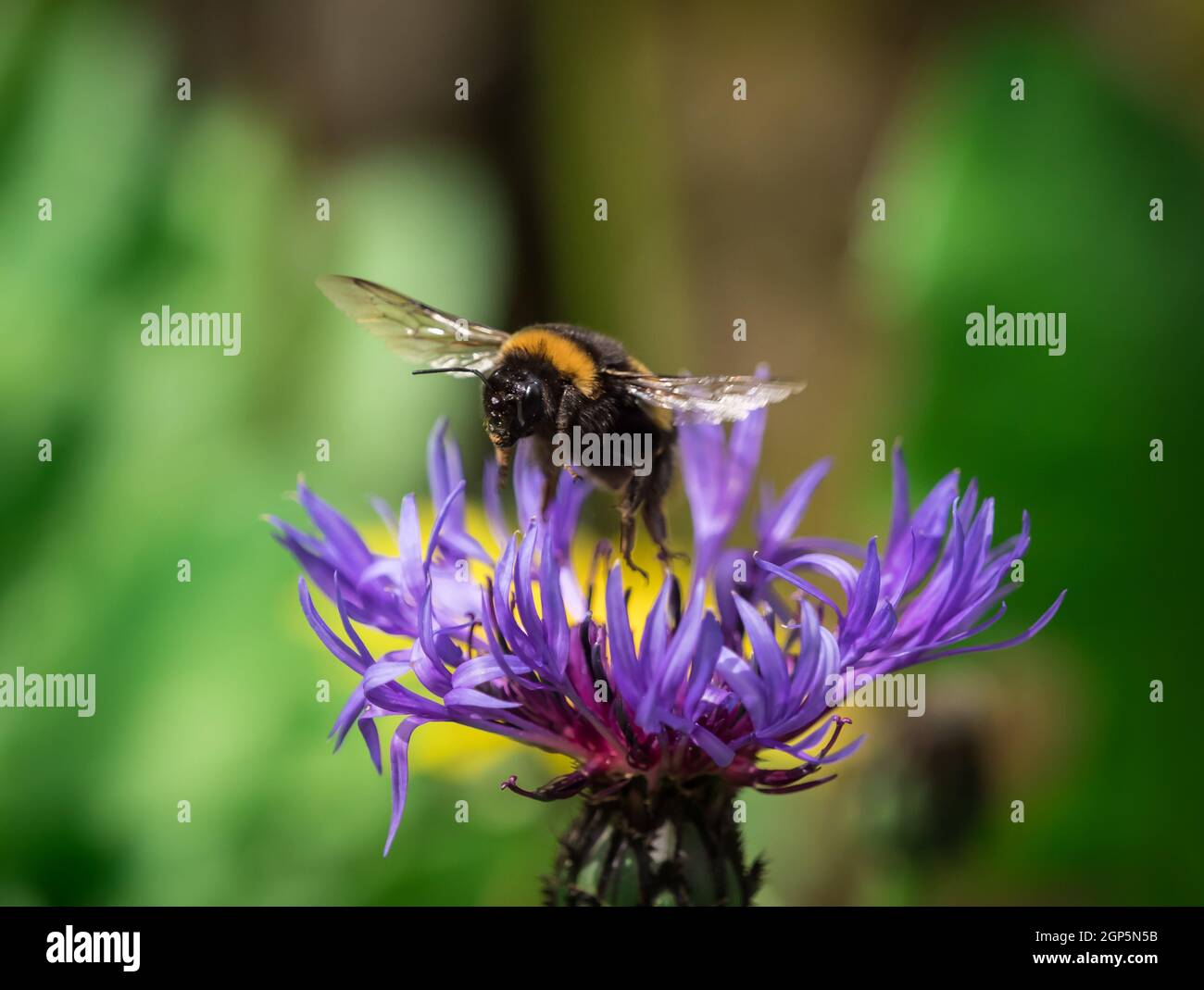 Cute bumblebee hi-res stock photography and images - Alamy
