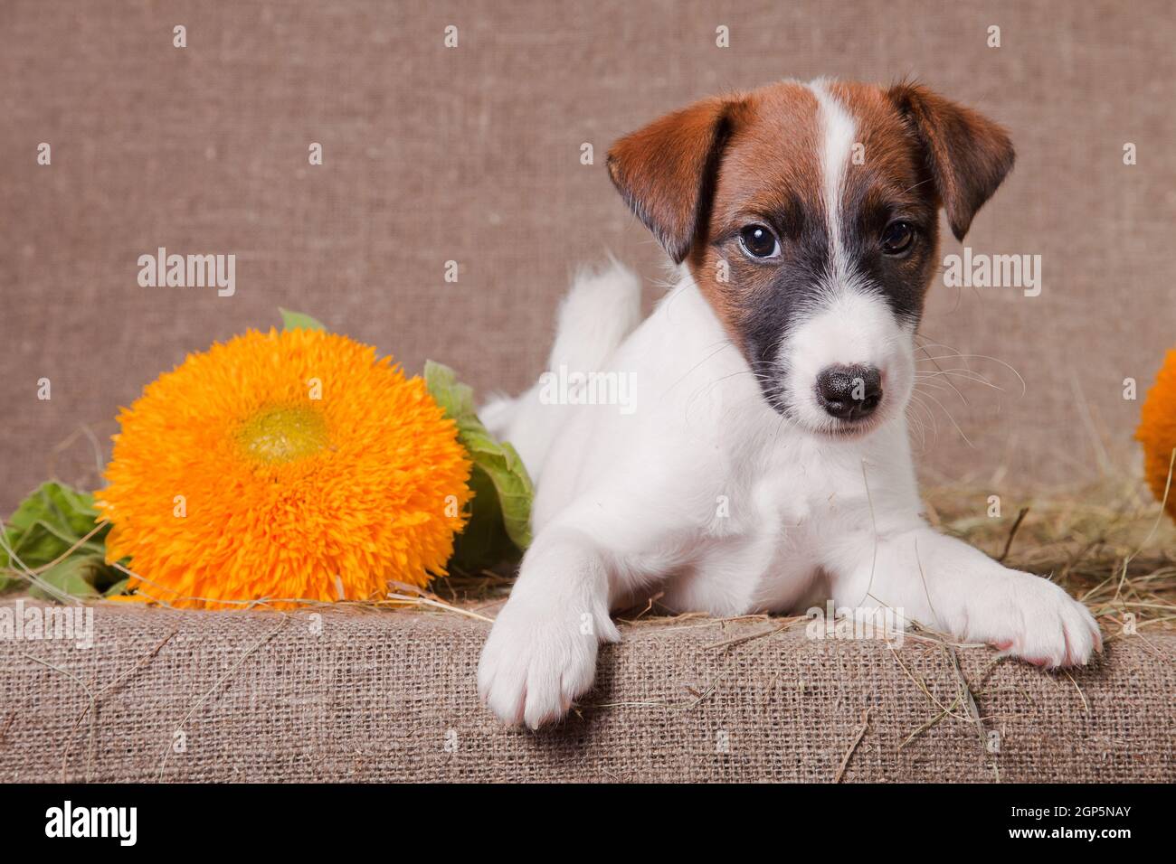 small fox terrier