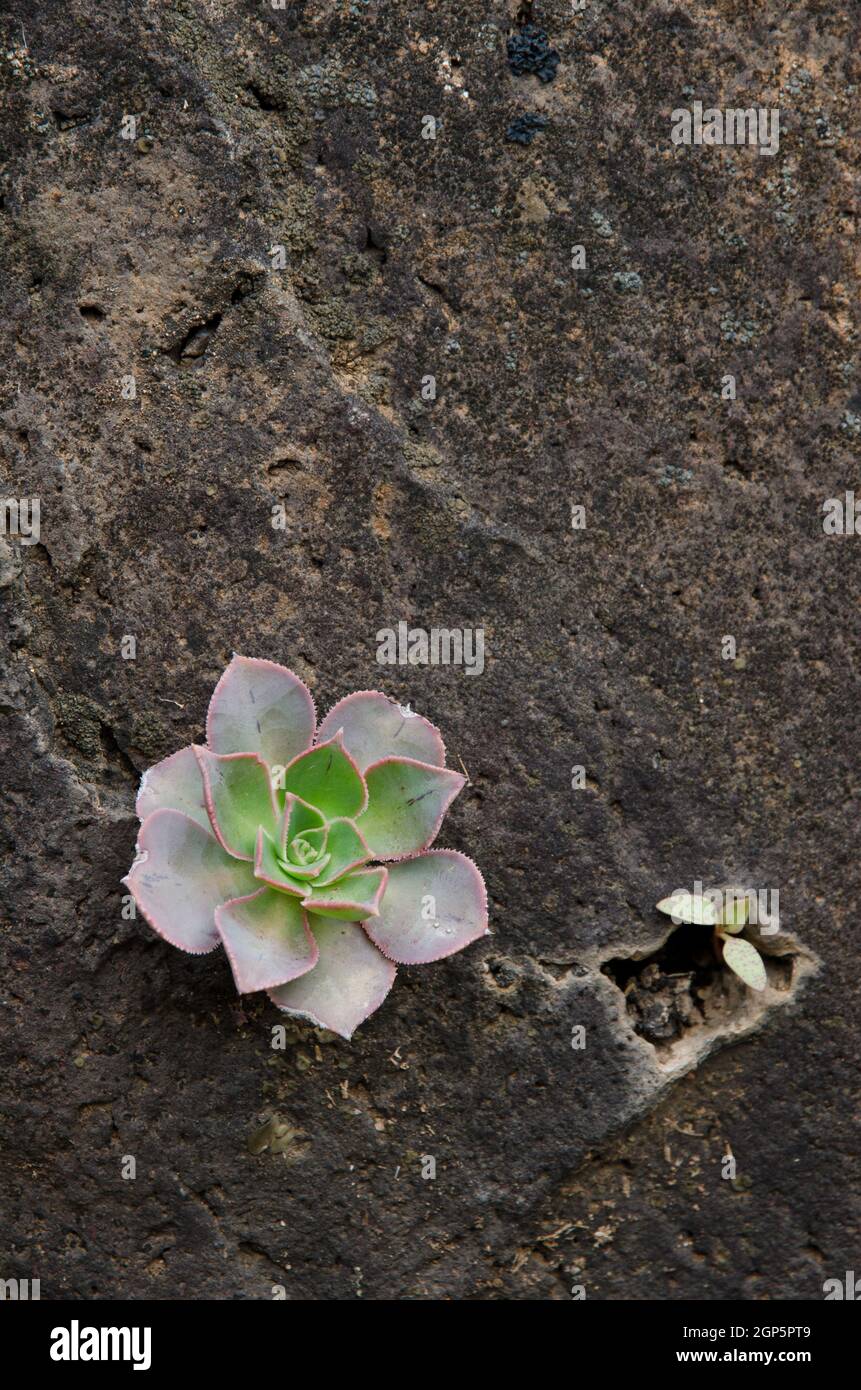 Plant Aeonium percarneum on a rocky cliff. Guayadeque ravine. Guayadeque Ravine Natural Monument. Ingenio. Gran Canaria. Canary Islands. Spain. Stock Photo
