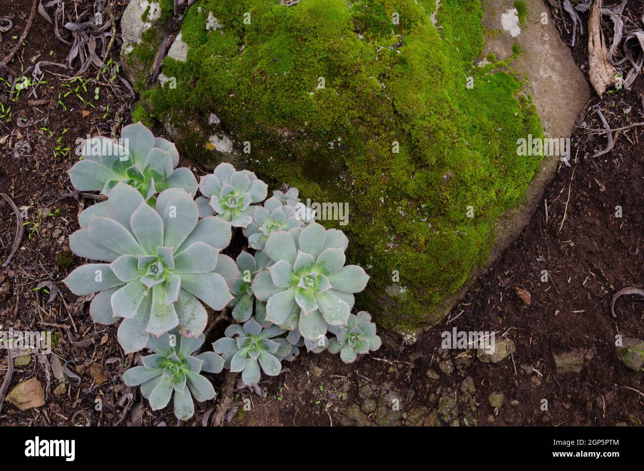 Plant Aeonium percarneum and rock with moss. Los Marteles Special Natural Reserve. Valsequillo. Gran Canaria. Canary Islands. Spain. Stock Photo
