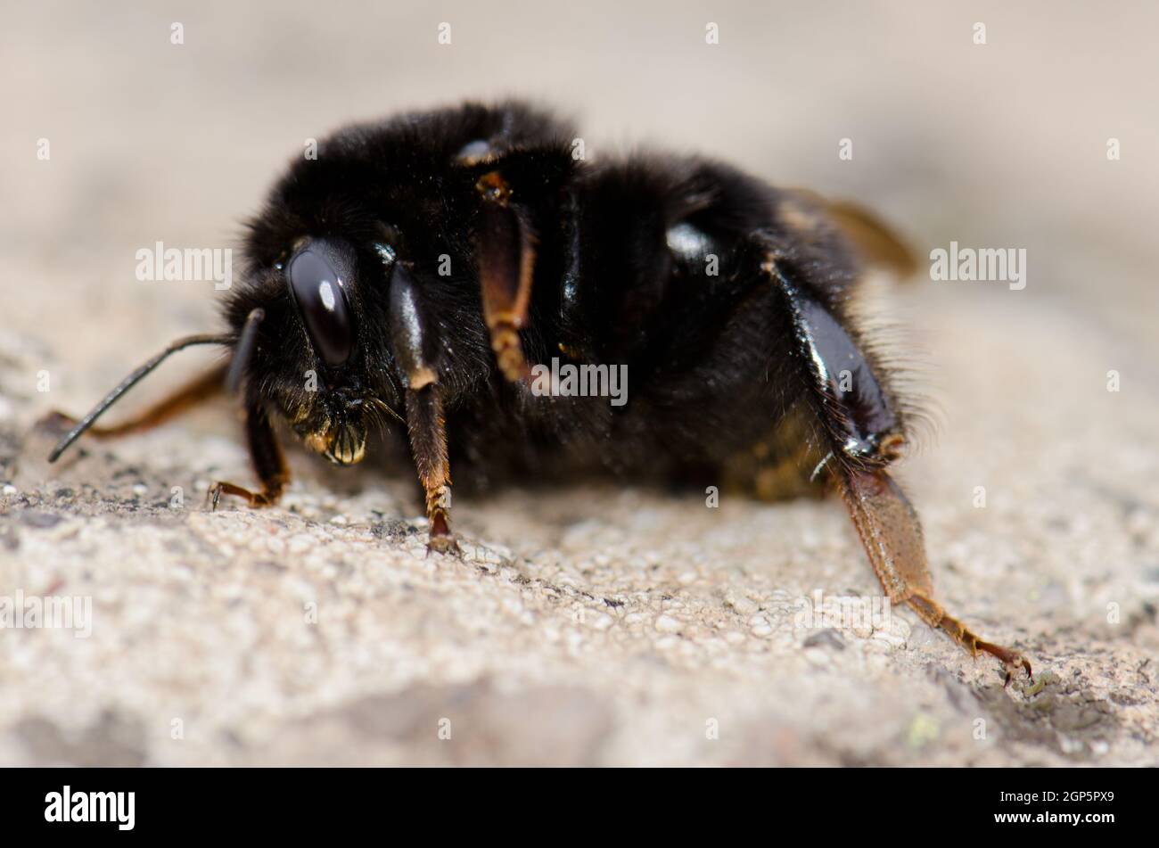 Bumblebee Bombus canariensis on the ground. Los Marteles Special Natural Reserve. Valsequillo. Gran Canaria. Canary Islands. Spain. Stock Photo